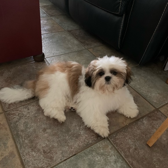 Meet your Posher, Lori - Picture 4 of 6